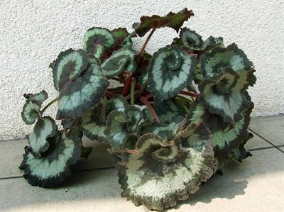 Begonia rex